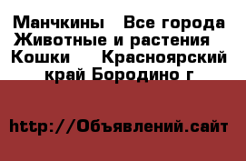 Манчкины - Все города Животные и растения » Кошки   . Красноярский край,Бородино г.